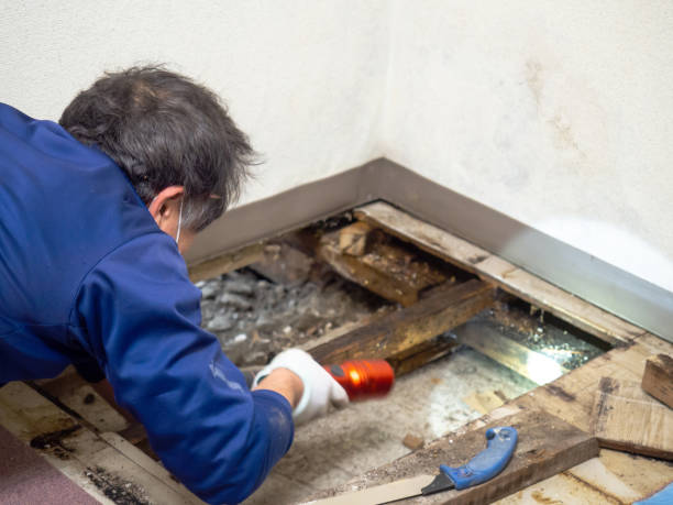 Best Water Damage Restoration  in Lochsloy, WA
