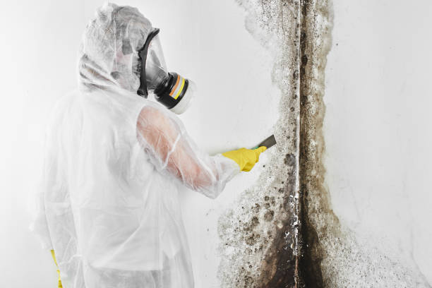 Best Toxic Mold Removal  in Lochsloy, WA