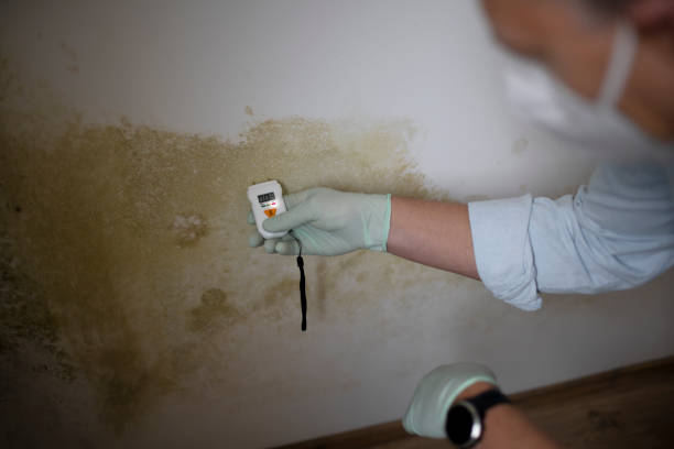 Best Mold Cleaning Services  in Lochsloy, WA