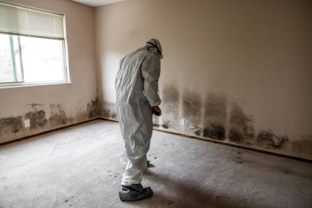 Best Fast Mold Removal  in Lochsloy, WA